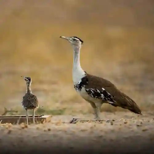 Desert National Park